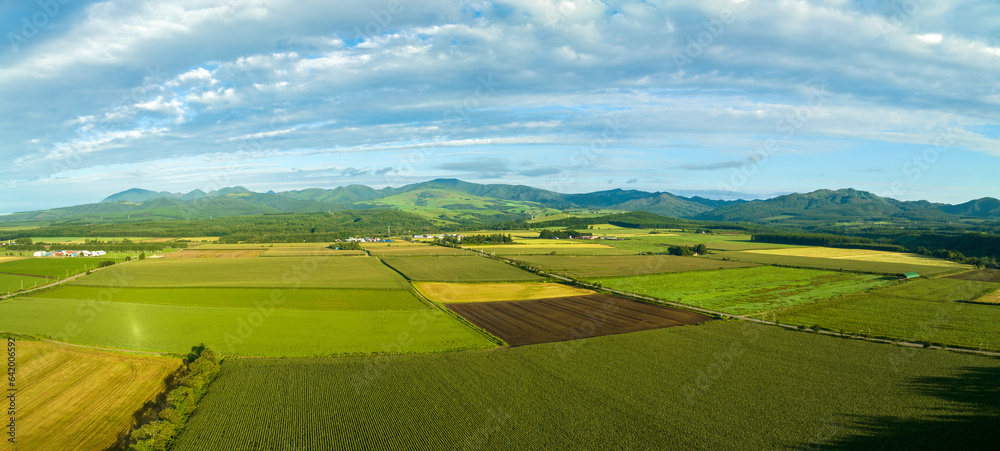 Fototapeta premium Unplanted plowed field amid green rice in Hokkaido summer landscape