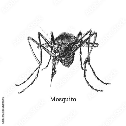 Mosquito, closeup ink sketch of gnat in vector