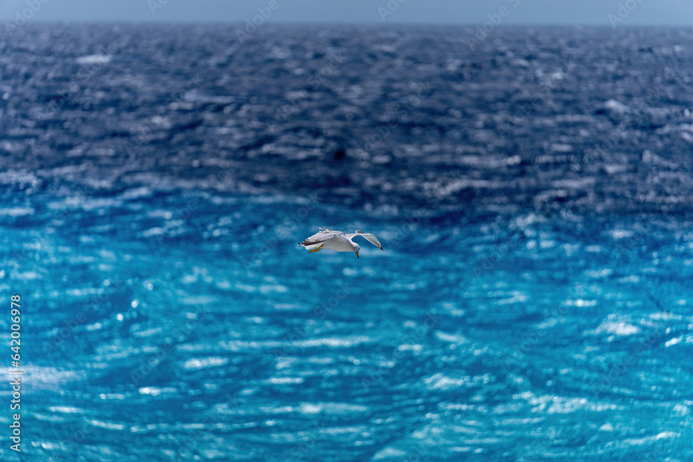 Fototapeta premium Seagull flying over Mediterranean Sea.