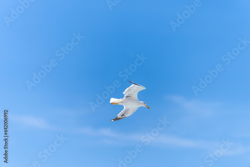 Seagull flying under a blue sky.