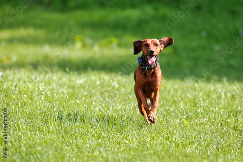 Short-haired Hungarian pointer runs towards the camera across a meadow..