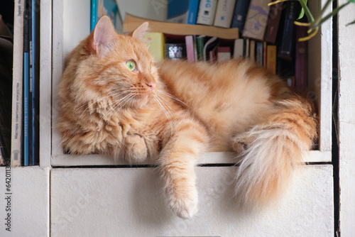 Ginger cat relaxing on shelf with books