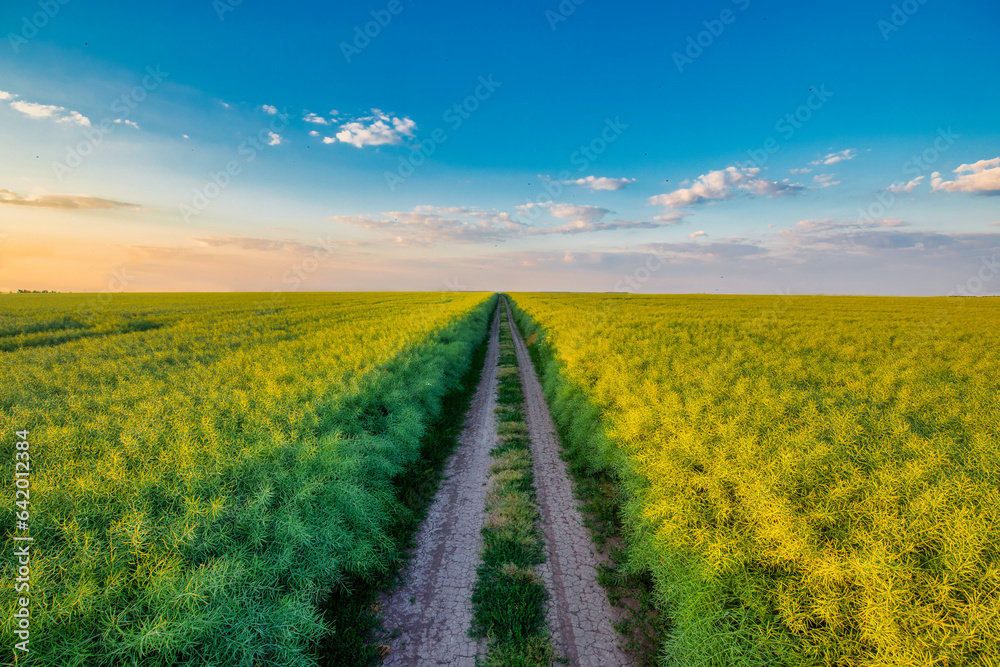 Sunset Journey: Gravel Path Through Vast Rapeseed Fields Sunset Journey: Gravel Path Through Vast Rapeseed Fields
