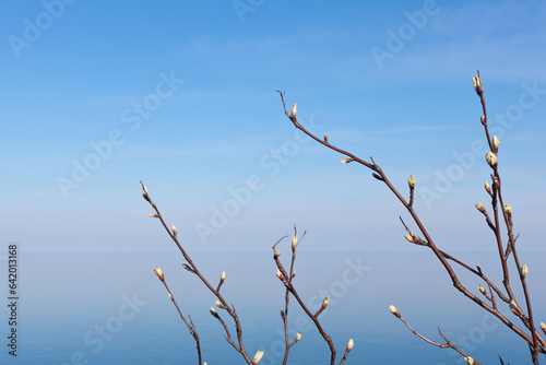 bud spring twig agiant blue sky