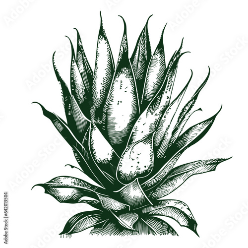 Scarlet plant sketch hand drawn engraving style illustration