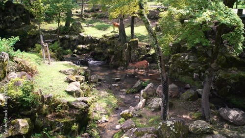 japanese deers walking through a stream