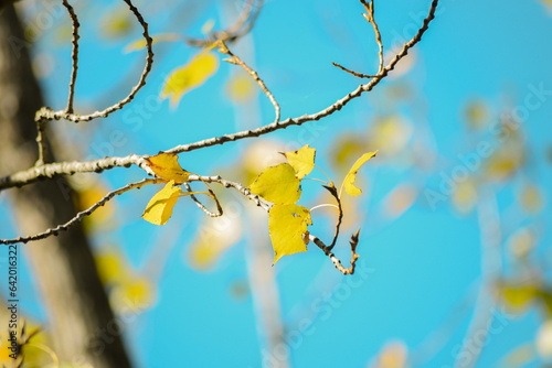 Autumn yellow leaves on birch branches Against the background of a blue sky and blurry yellow leaf spots out of focus