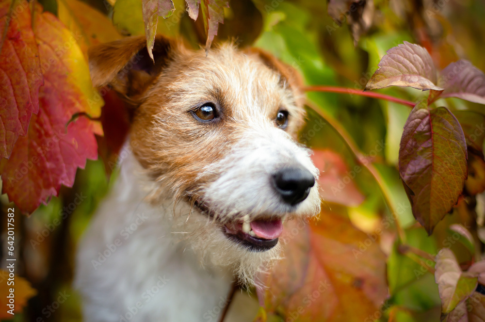 Happy funny dog smiling in the autumn red leaves. Fall background. Happy funny dog smiling in the autumn red leaves. Fall background.