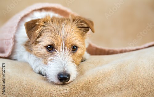 Face of furry thinking dog with blanket after bath, shower. Pet care, grooming banner.
