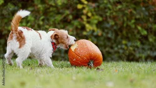 Funny playful pet dog puppy running, chewing and playing with a pumpkin in autumn. Halloween, fall or happy thanksgiving fun.