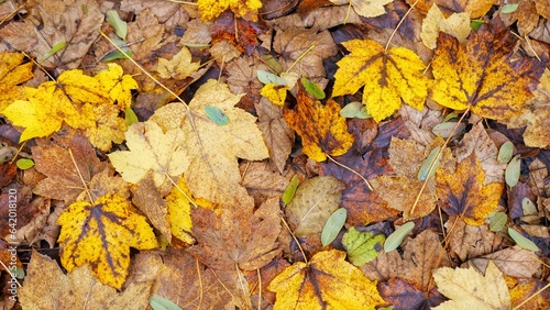 close up background of autumn leaves