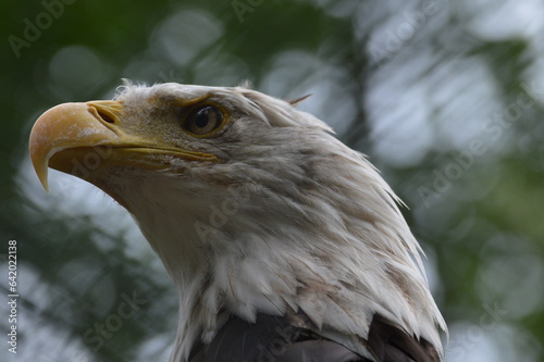 portrait of a eagle