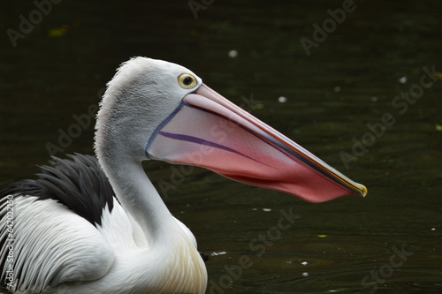 portrait of a pelican