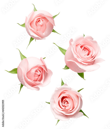 Fototapeta Naklejka Na Ścianę i Meble -  Different angle of pink rose isolated