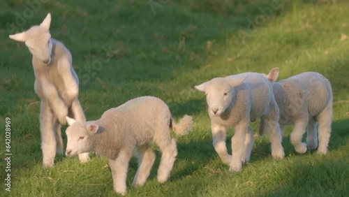 Cute playful spring lambs jumping in a field photo