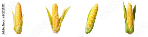 Corn cob isolated on a transparent background