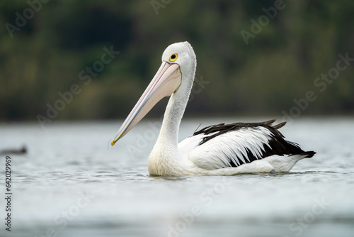 pelican close up on a river in australia