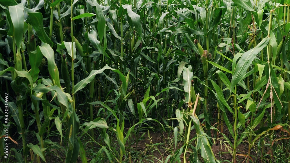 Ripe corn near the field
