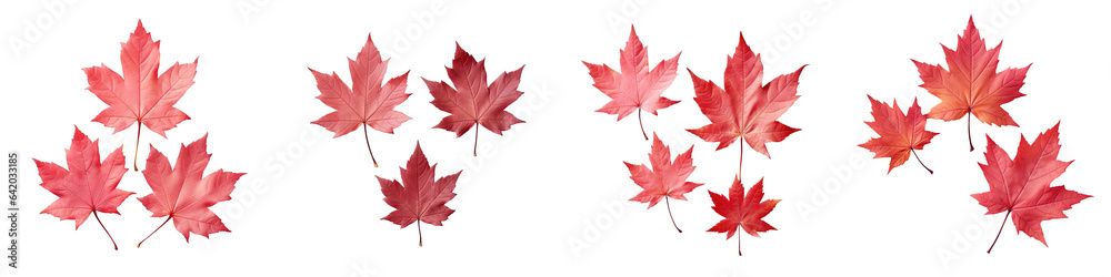 Three red maple leaves on a transparent background seen from above in close up Three red maple leaves on a transparent background seen from above in close up