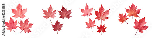 Three red maple leaves on a transparent background seen from above in close up