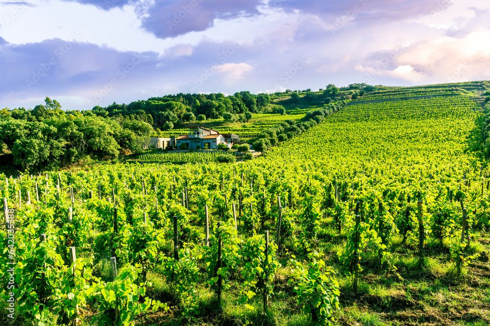 amazing green vinery landscape with grape farm , the grapevine with young summer rows of grape under beautiful cloudy sky