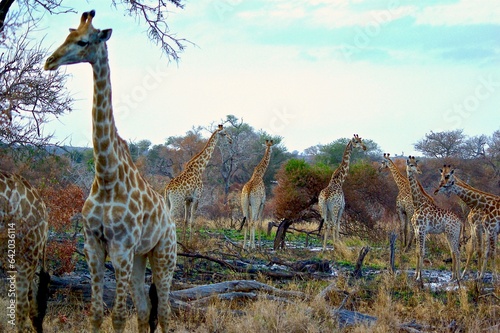 Giraffes in Kruger