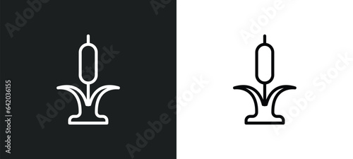 reed icon isolated in white and black colors. reed outline vector icon from nature collection for web, mobile apps and ui.