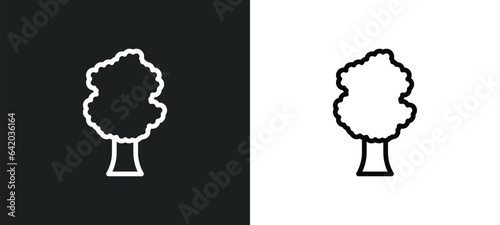 sassafras tree icon isolated in white and black colors. sassafras tree outline vector icon from nature collection for web, mobile apps and ui. photo