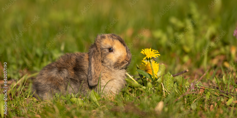 cute baby rabbit outside in garden cute baby rabbit outside in garden