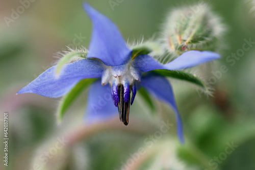 Blue herb borage flower in close up