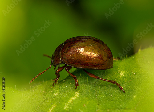 Bronze-colored leaf-cutter beetle crawls on a green leaf.