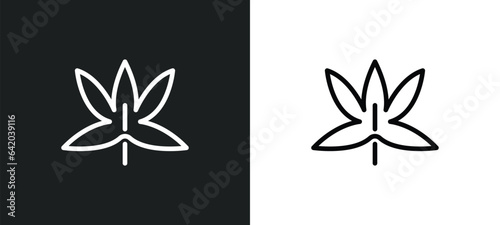 liquidambar leaf icon isolated in white and black colors. liquidambar leaf outline vector icon from nature collection for web, mobile apps and ui.