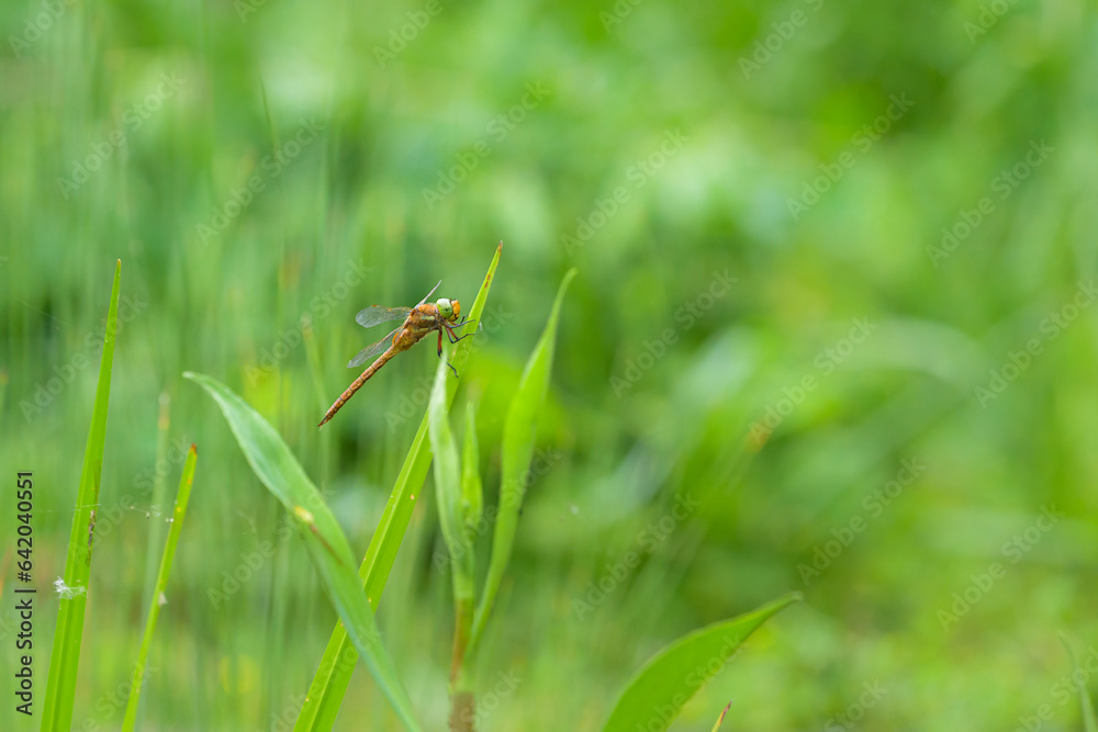 A green eyed hawker resting on a plant A green eyed hawker resting on a plant