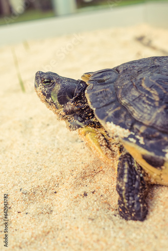 Turtle crawling on sandy ground
