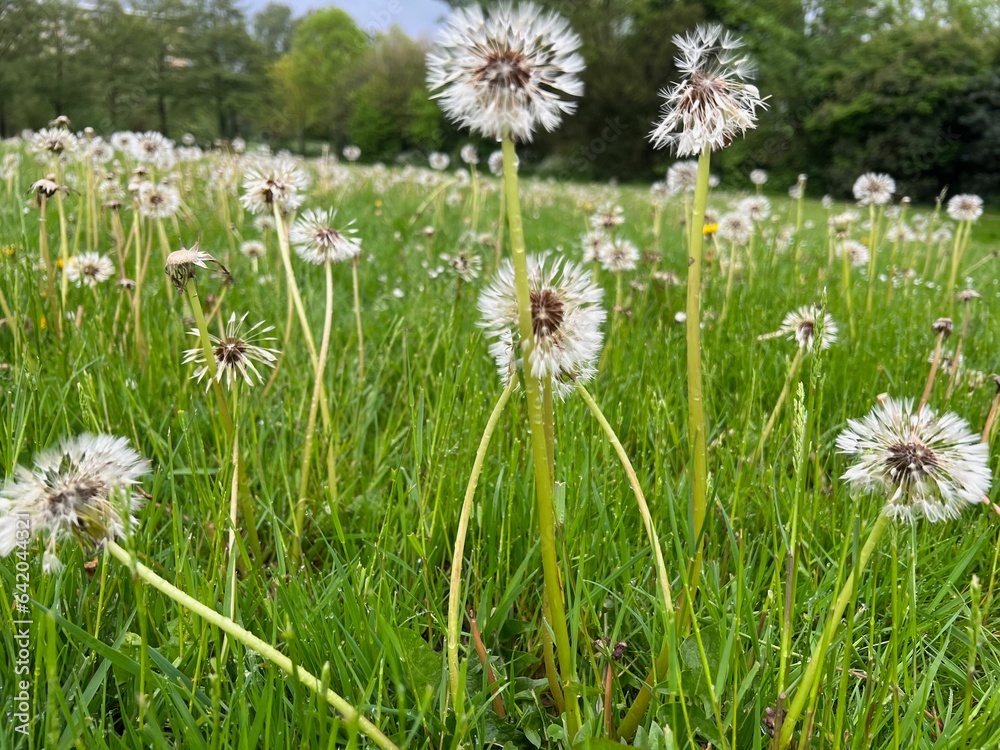 Beautiful fluffy dandelions growing in green grass outdoors, closeup