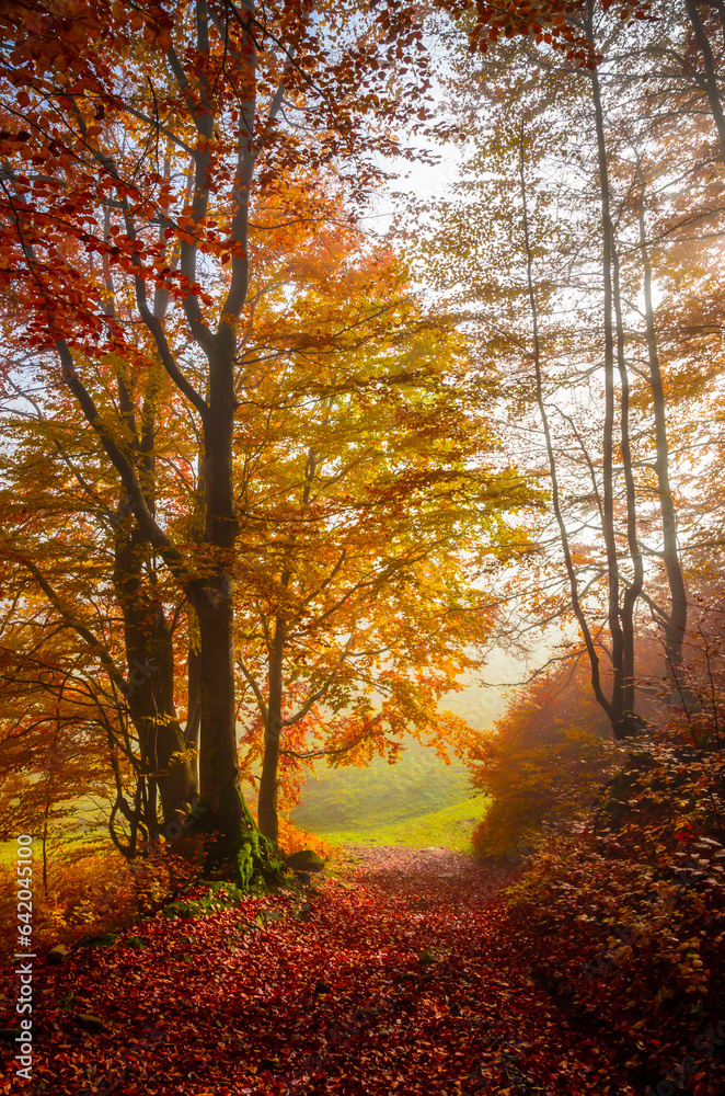 Fototapeta premium Road through a golden foggy forest. Autumn in the forest. Fall season
