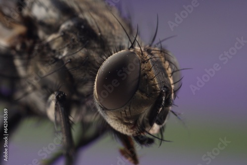 Macro view of black house fly on blurred background