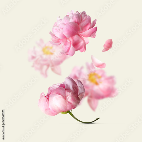 Beautiful pink peony flowers falling on beige background