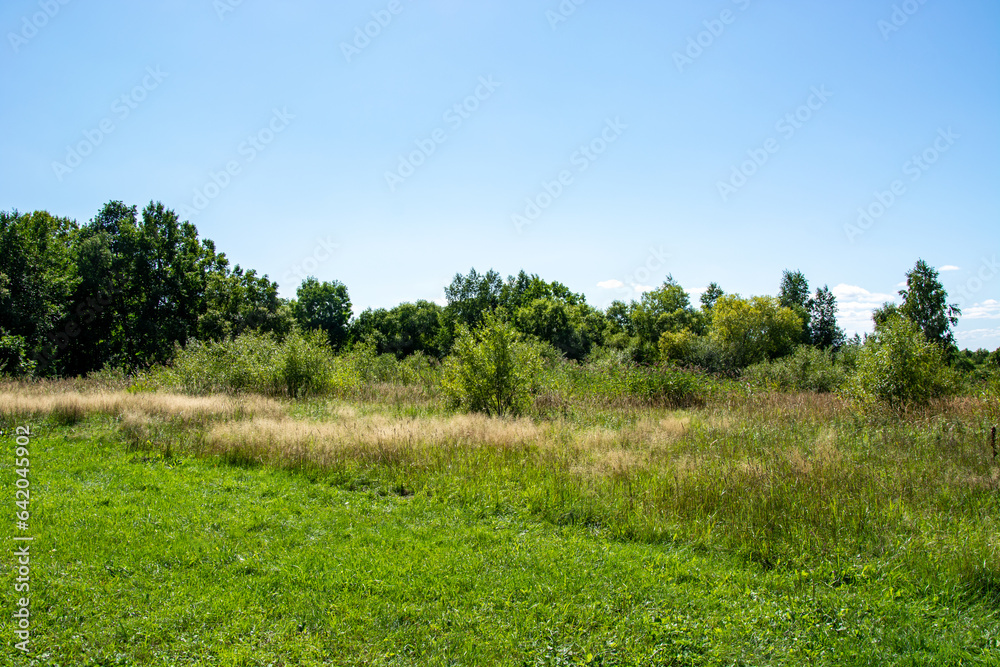 panorama from trees with a meadow covered with grass in the light panorama from trees with a meadow covered with grass in the light