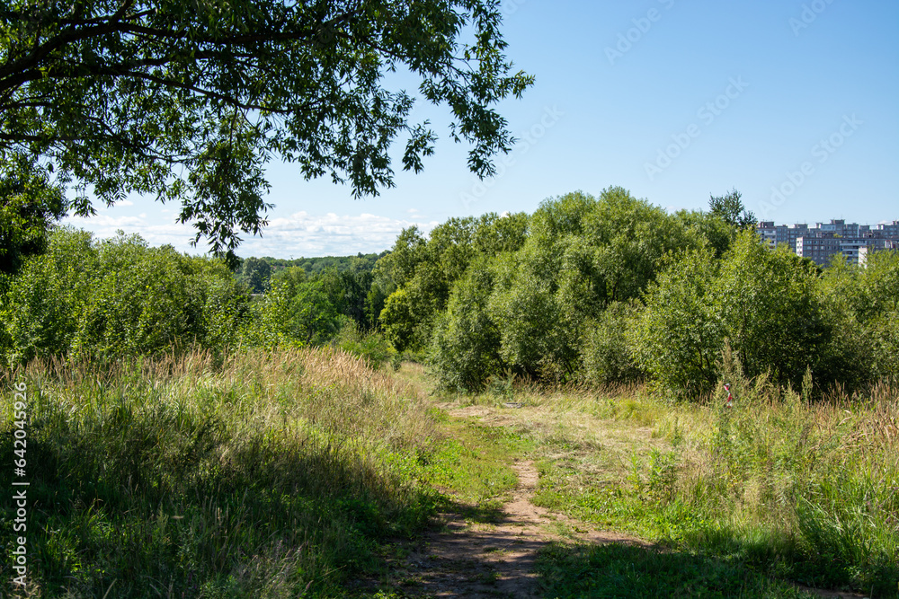 panorama from trees with a meadow covered with grass in the light