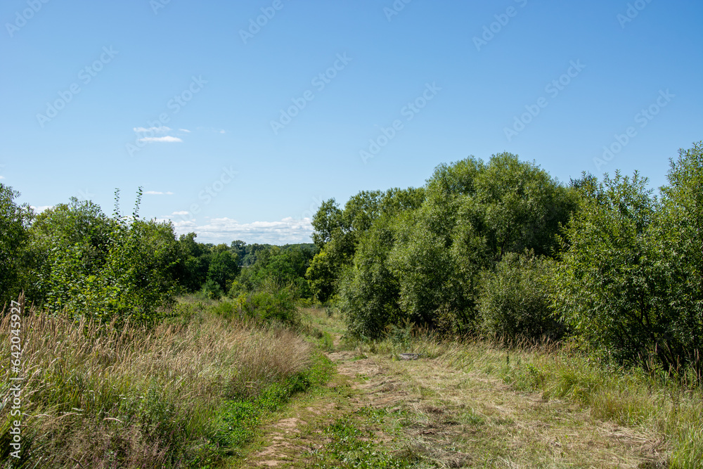 panorama from trees with a meadow covered with grass in the light panorama from trees with a meadow covered with grass in the light