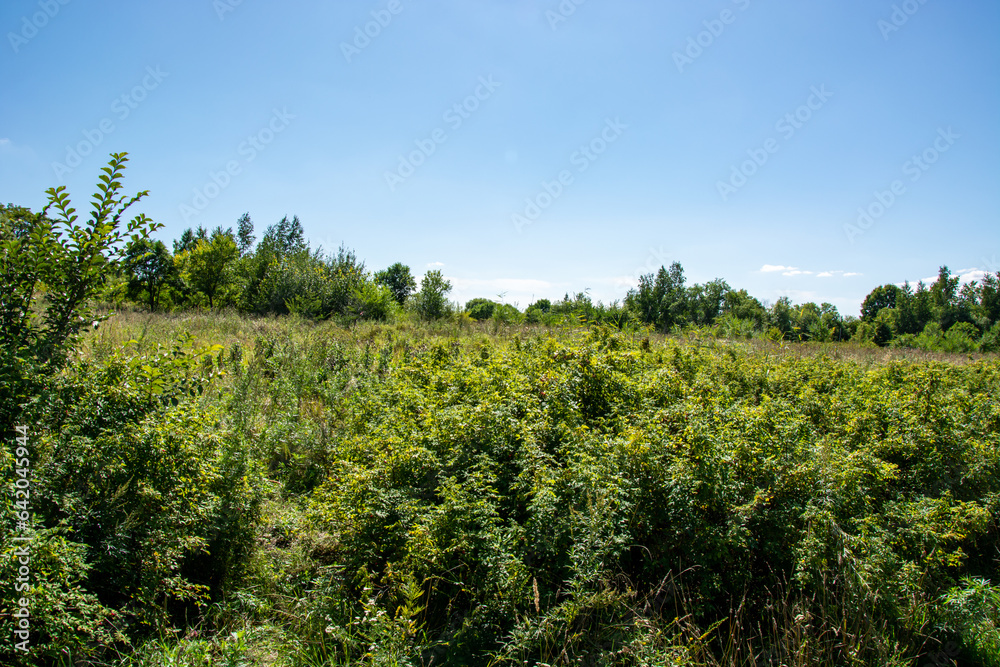 panorama from trees with a meadow covered with grass in the light