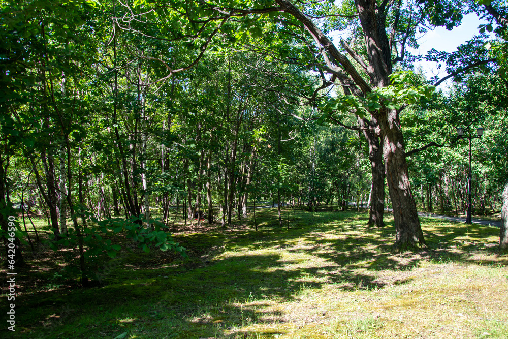 road to the park with a tree for recreation road to the park with a tree for recreation