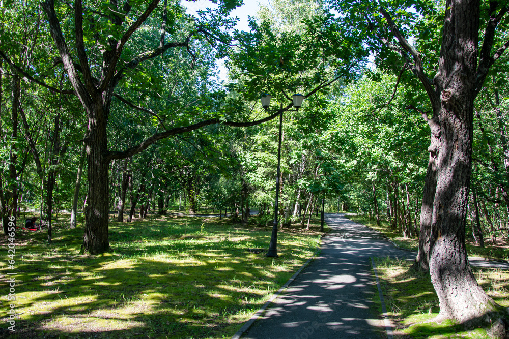 Fototapeta premium road to the park with a tree for recreation