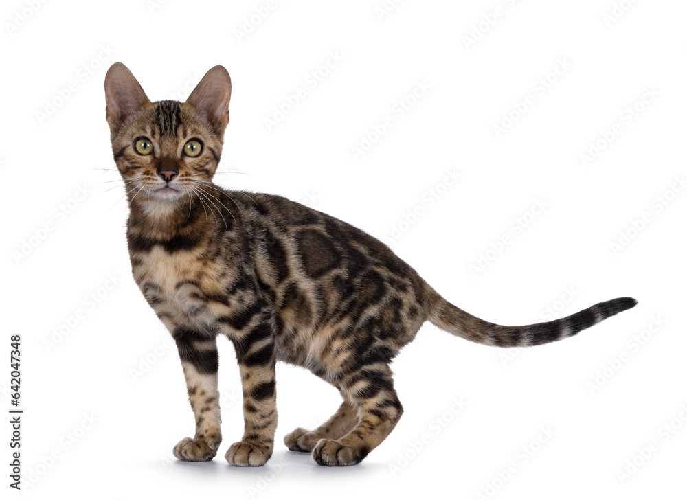 Clouded black tabby spotted Bengal cat kitten, standing side ways. Looking towards camera. Isolated on a white background.