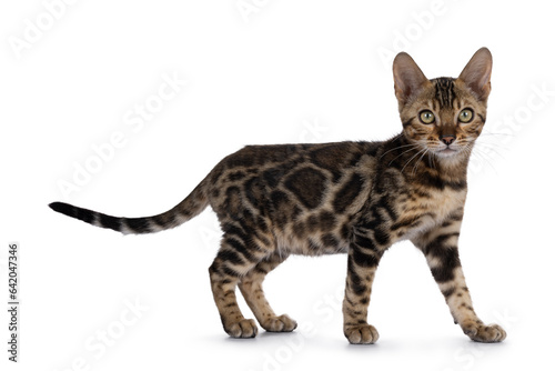Clouded black tabby spotted Bengal cat kitten  walking side ways. Looking towards camera. Isolated on a white background.