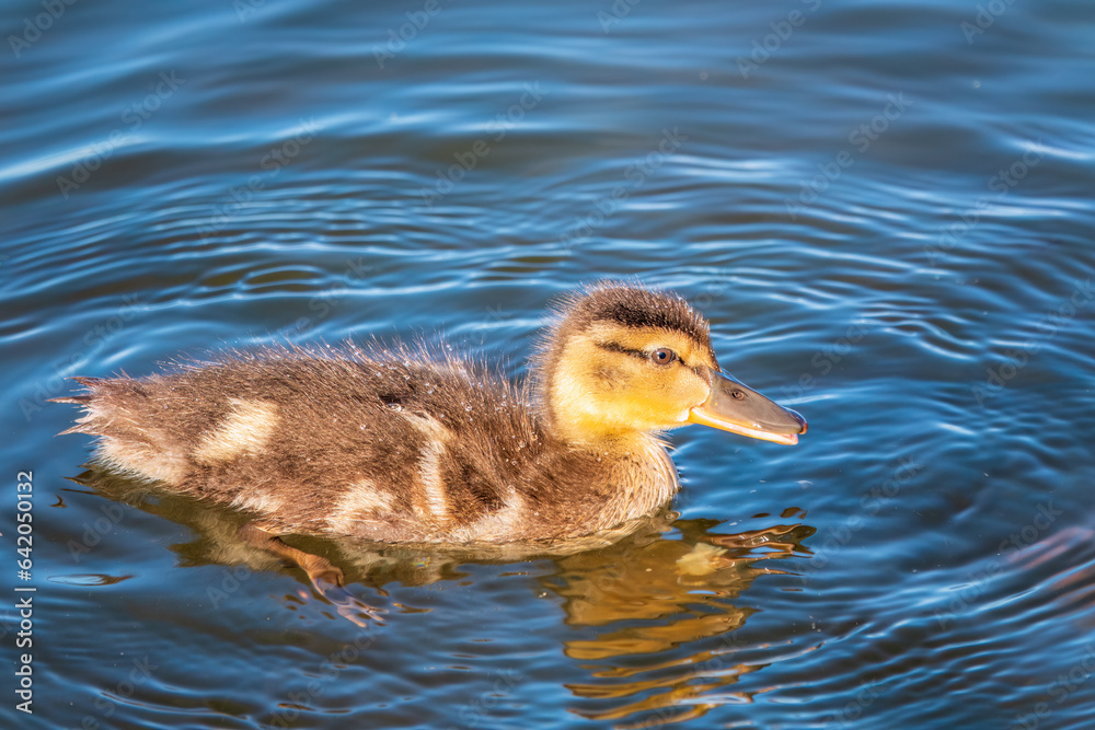 Cute little duckling swimming alone in a lake or river with calm water Cute little duckling swimming alone in a lake or river with calm water