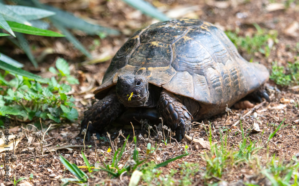 Turtle portrait on the ground in the park and summer Turtle portrait on the ground in the park and summer