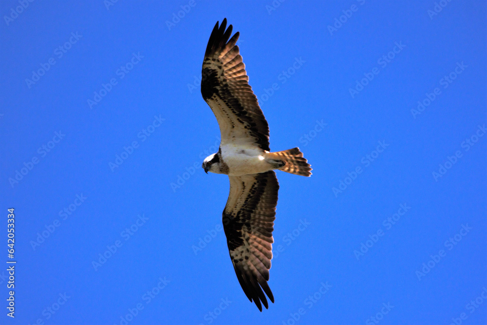 Obraz premium eagle in flight