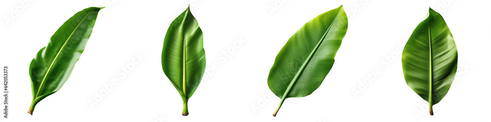 Obraz premium A banana leaf on a transparent background with clipping path